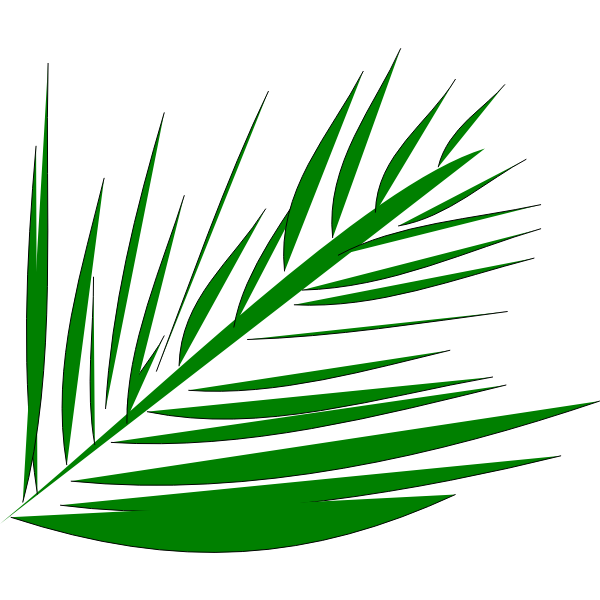 palmleaf