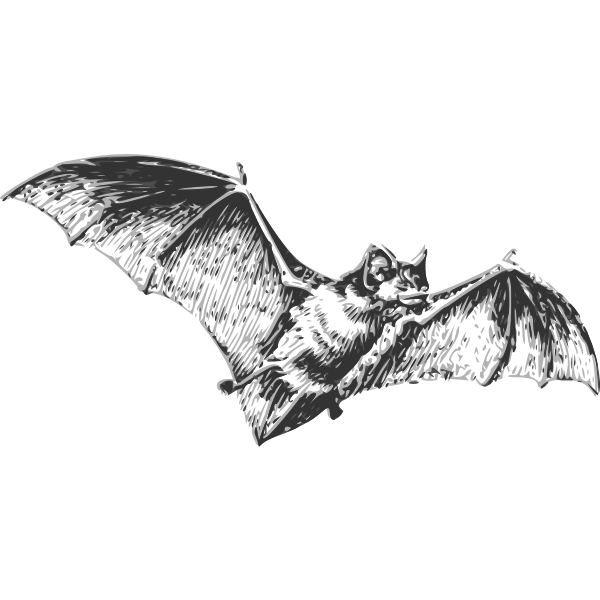 Flying bat. Hand drawn watercolor illustration, isolated on white  background Stock Photo - Alamy