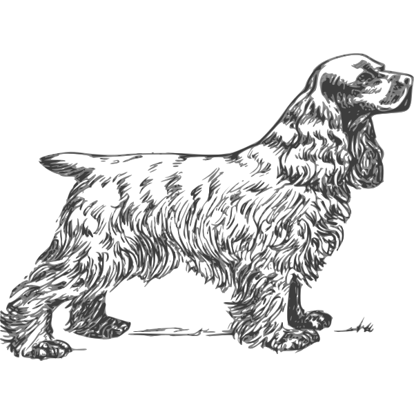 Cocker Spaniel grayscale vector drawing | Free SVG