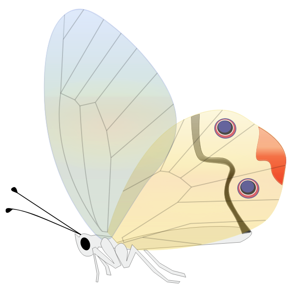Comic butterfly vector illustration