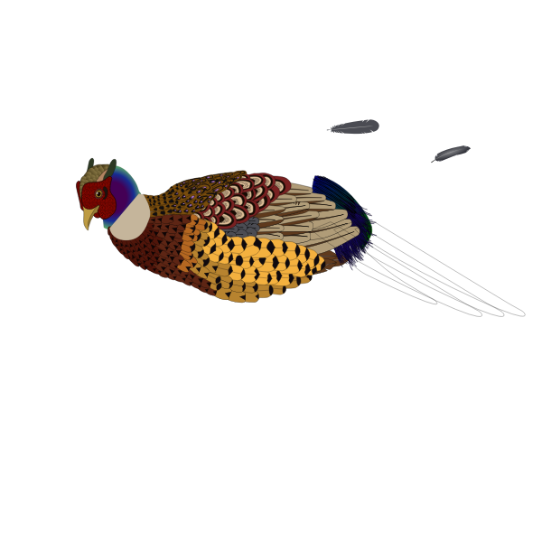 Vector clip art of unfinished pheasant