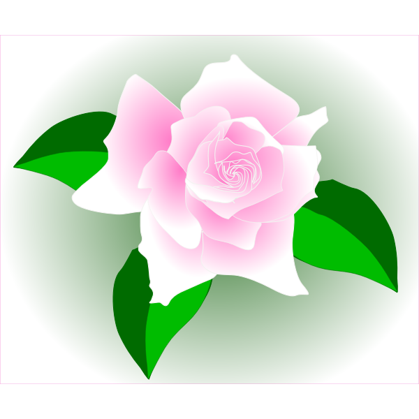 Pink rose in a frame