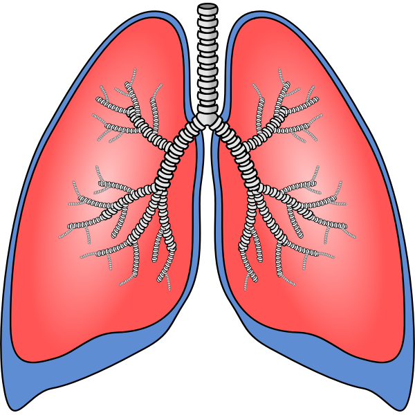Polmoni - Lungs