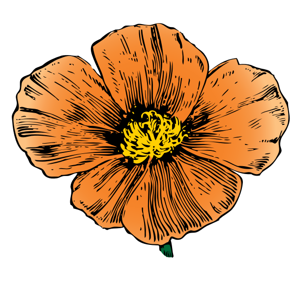 California Poppy vector image