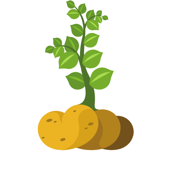 Potato plants