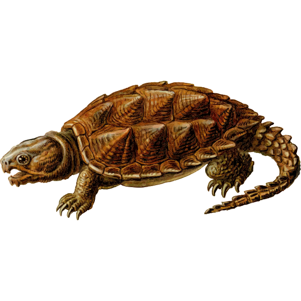 prehistoric turtle 1
