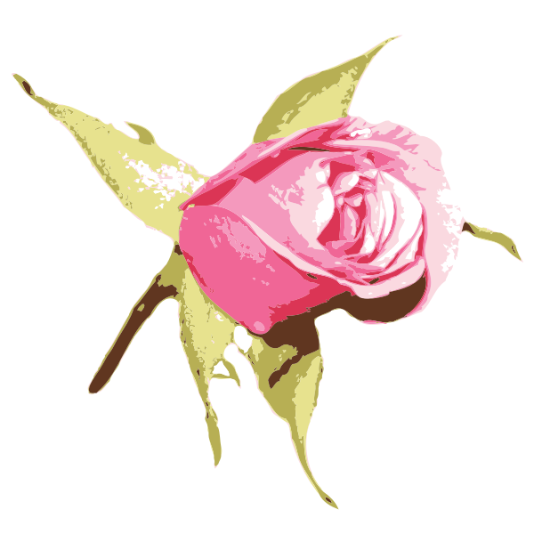 Pink rose-1573200836