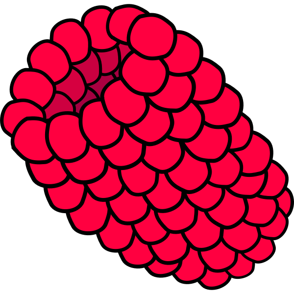 Raspberry vector image