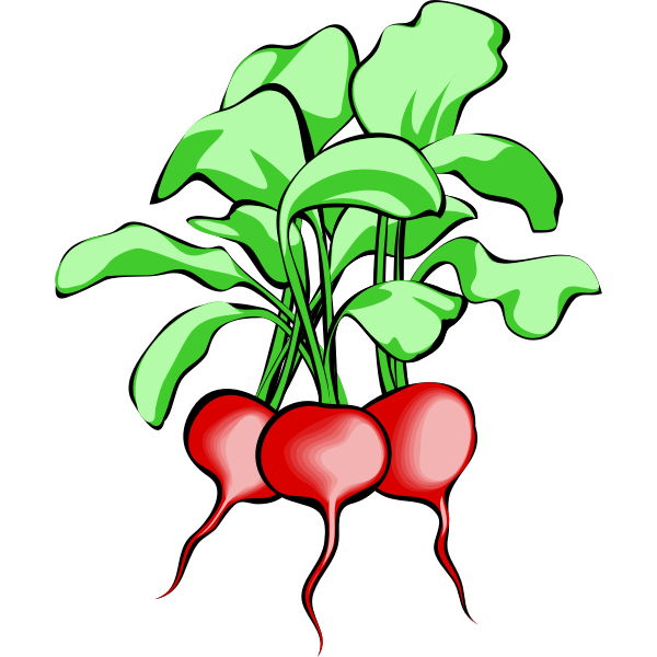 Vector image of radishes