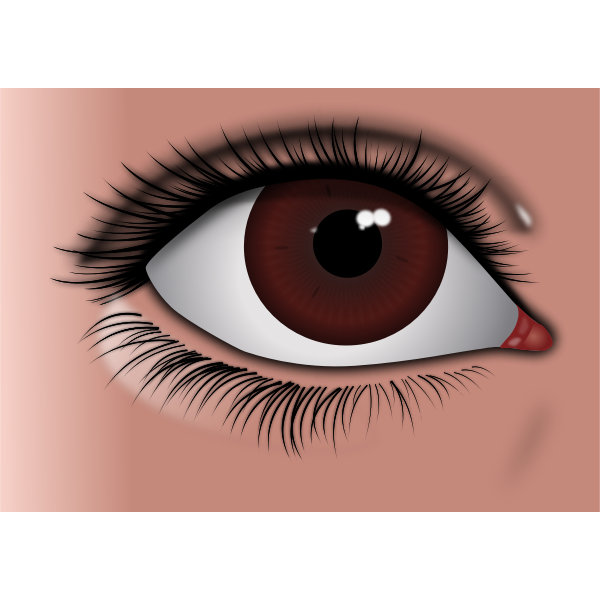 Realistic brown eye Free SVG
