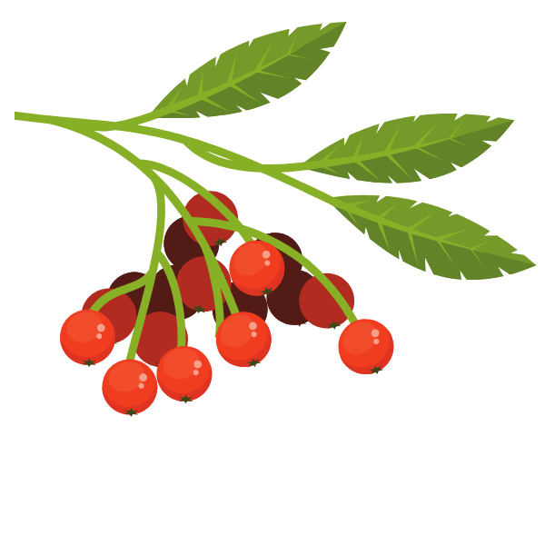 Rowan fruit