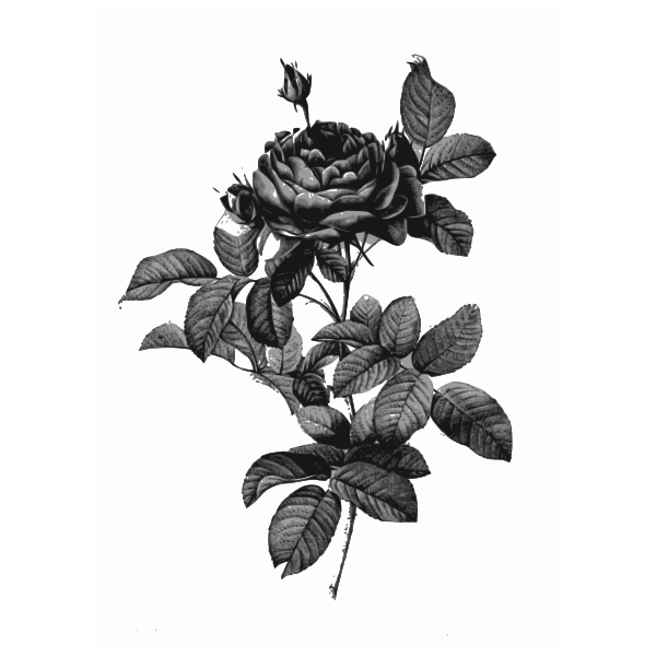 Silver-gray rose