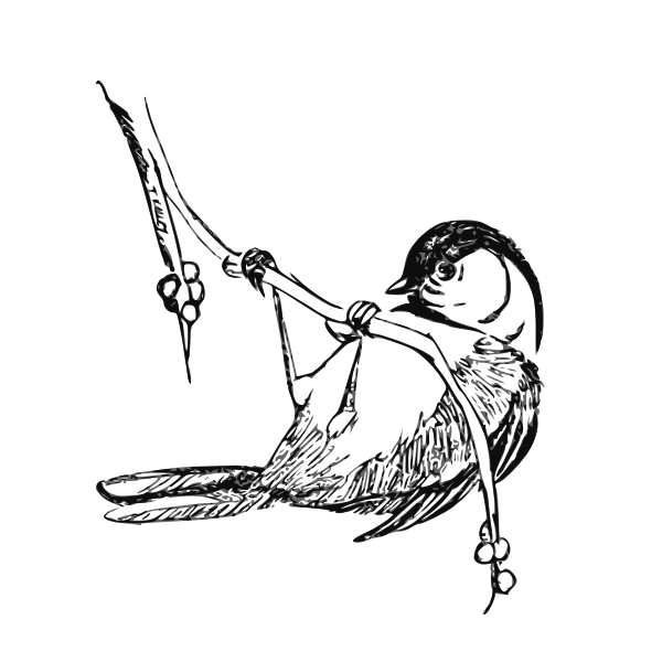 Black-capped chickadee vector graphics