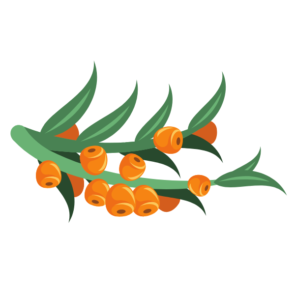 Sea buckthorn plant branch