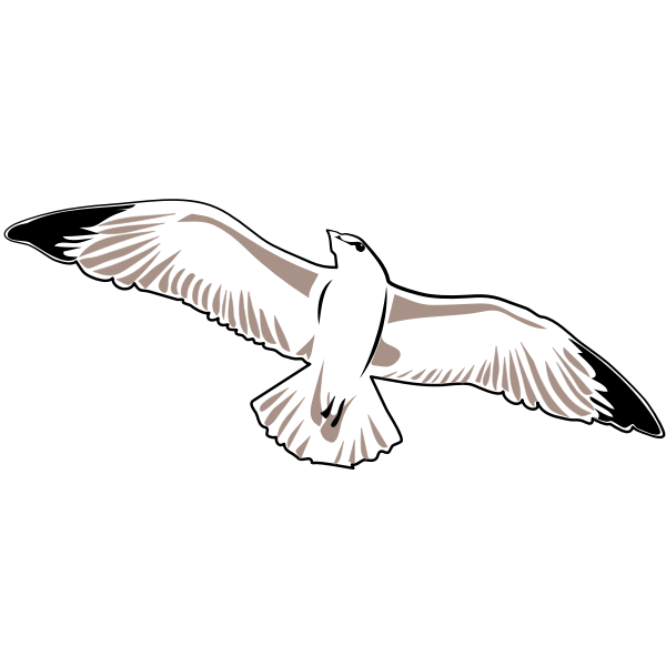 Seagull vector image