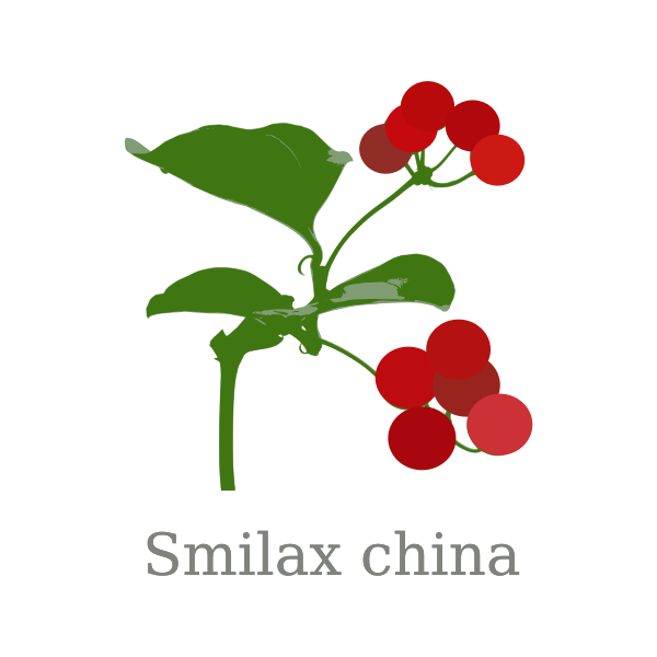 smilax china