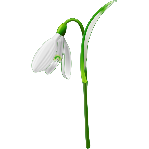 Free Free Snowdrop Svg 55 SVG PNG EPS DXF File