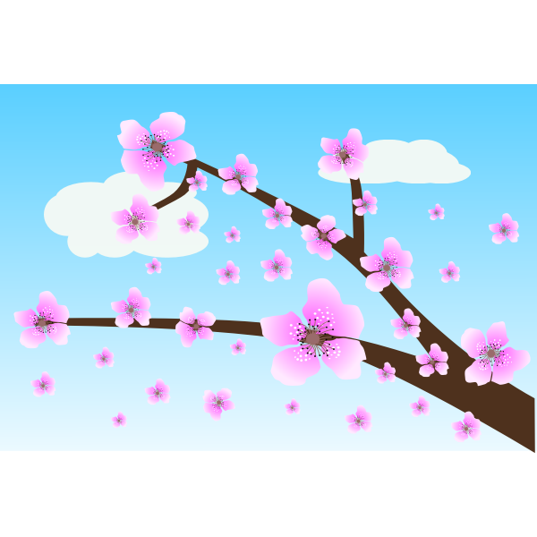Cherry blossom vector image