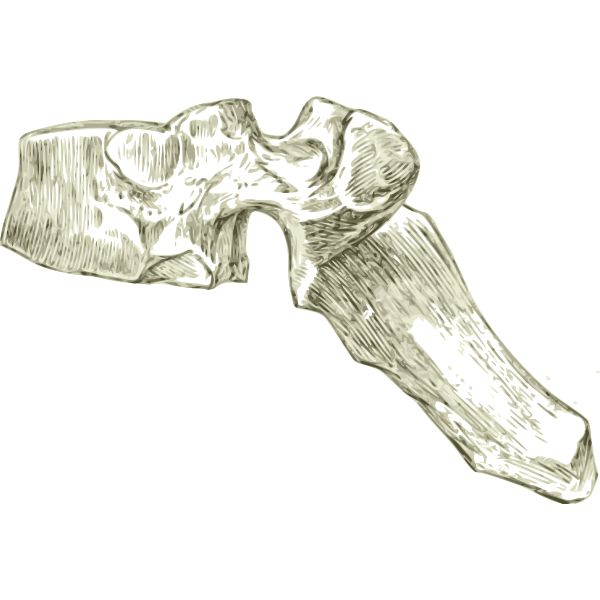 Human dorsal bone