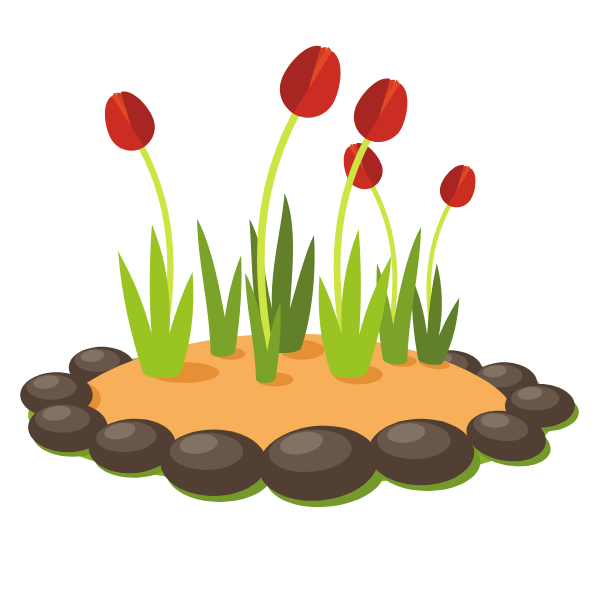 Growing tulips