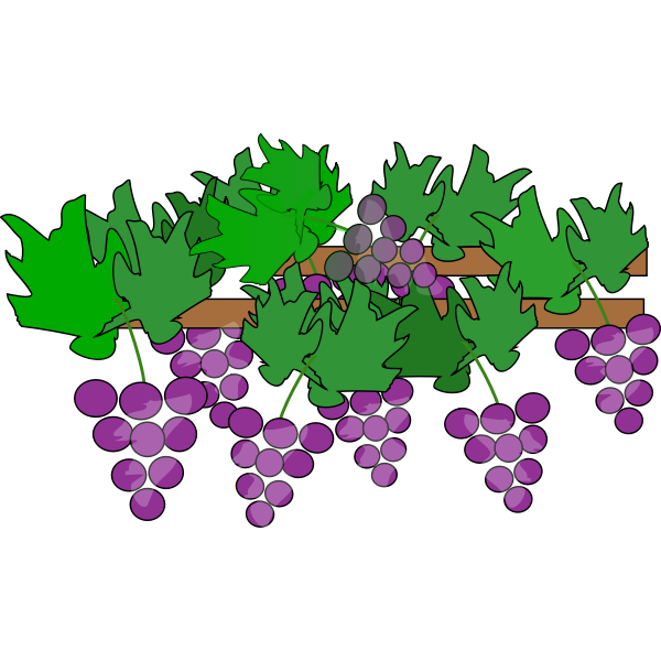 Grapes growing | Free SVG