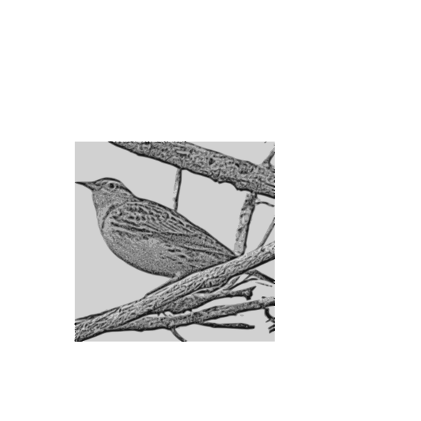 Western Meadowlark vector drawing