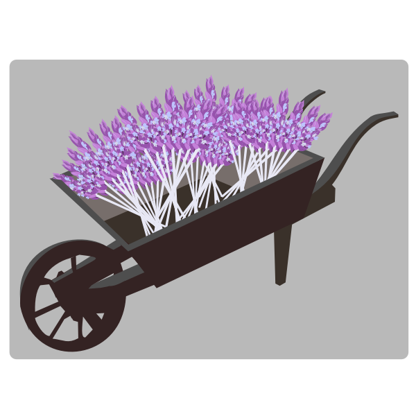 wheel barrow planter lavender