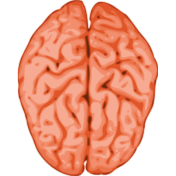 Vector image of a brain