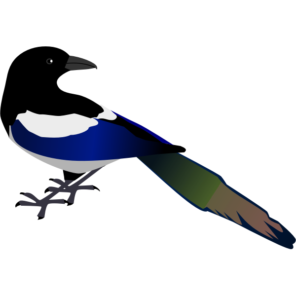 Magpie bird vector image