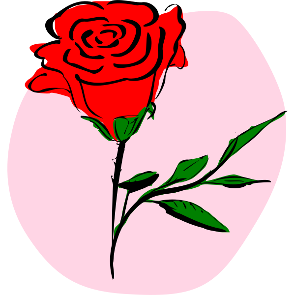 Vector graphics of coloured rose