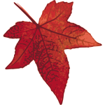 Red maple leaf vector image