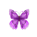 Beautiful purple butterfly