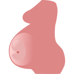Pregnancy vector image