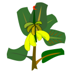 Banana tree with ripe fruits vector illustration