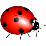 ladybug, ladybirds, boruÃ…Â¾Ã„â€”