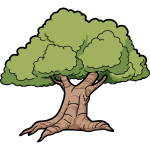 Vector graphics of wide roots oak tree