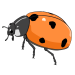 Ladybug-1573471467
