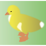 Vector drawing of yellow chick on green background