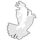 White Dove / White Pigeon