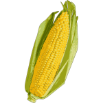 Corn cob image