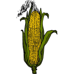 Yellow corn cob