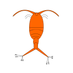 Red plankton image