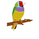 Colorful bird