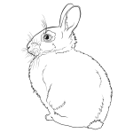 Rabbit Line Art