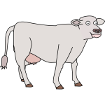Cow cattle
