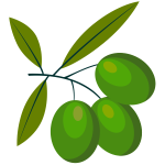 Green olive fruit