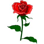 Rose 27
