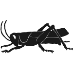 Grashopper silhouette