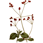 Crimson-headed achyranthes