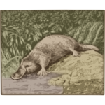 Platypus vector image
